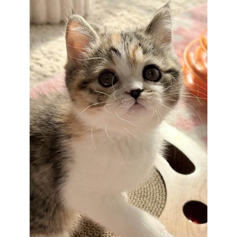 成約済の奈良県のエキゾチックショートヘア-133410の3枚目