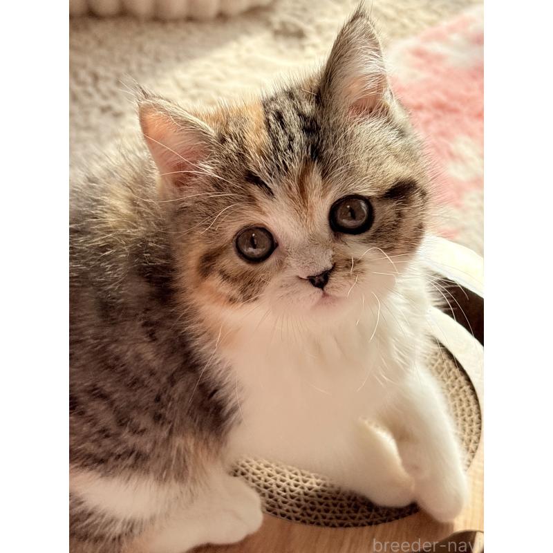 成約済の奈良県のエキゾチックショートヘア-133410の2枚目