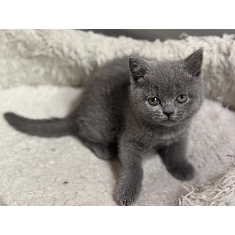 販売中の神奈川県のブリティッシュショートヘア-135521の9枚目