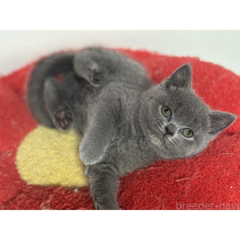 販売中の神奈川県のブリティッシュショートヘア-135521の7枚目