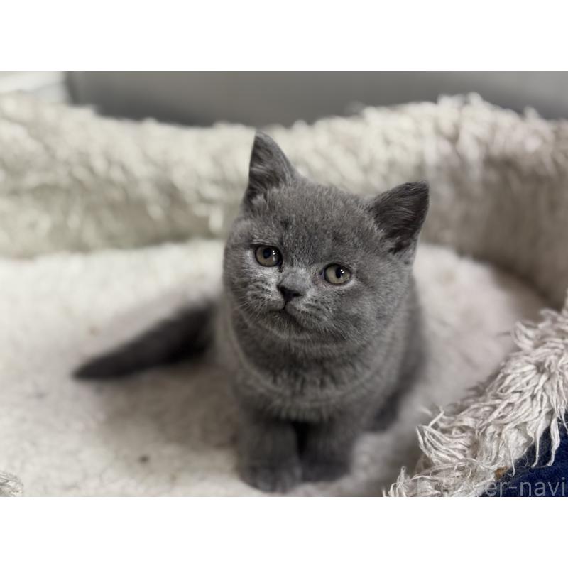 販売中の神奈川県のブリティッシュショートヘア-135521の6枚目