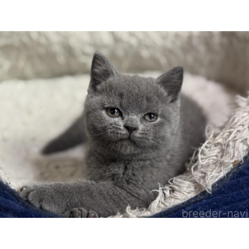 販売中の神奈川県のブリティッシュショートヘア-135521の5枚目