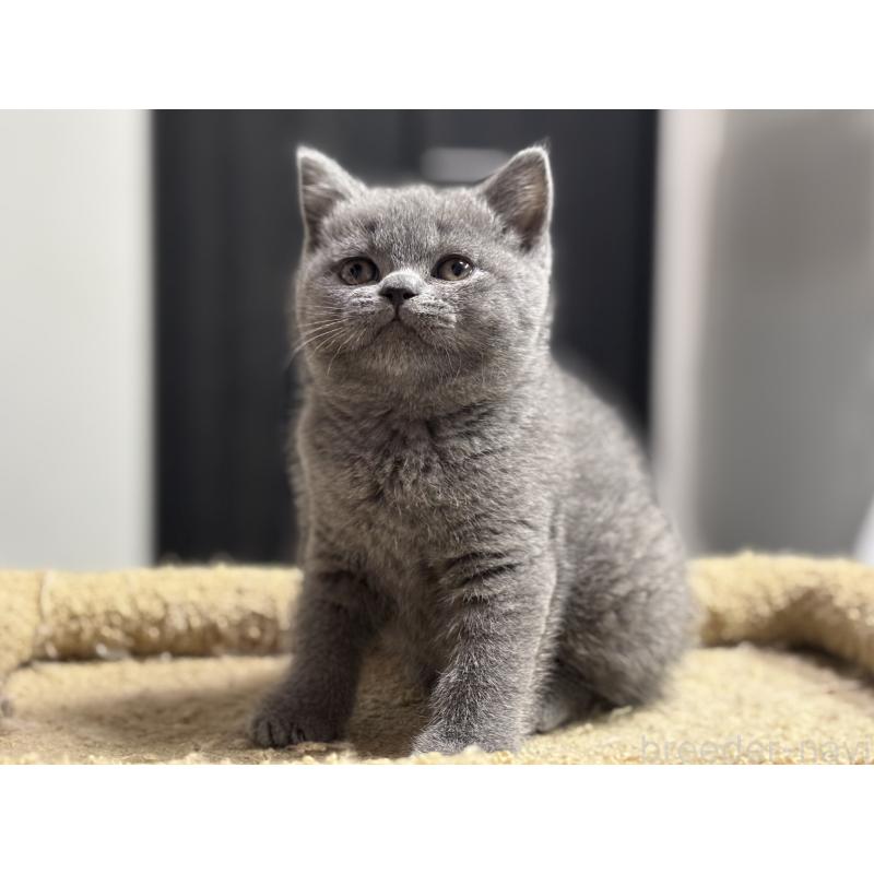 販売中の神奈川県のブリティッシュショートヘア-135521の4枚目