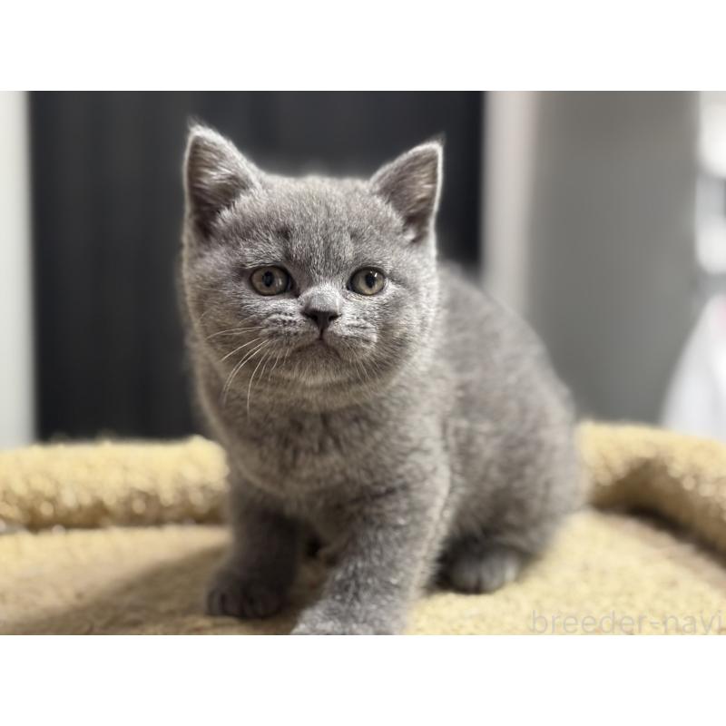 販売中の神奈川県のブリティッシュショートヘア-135521の3枚目