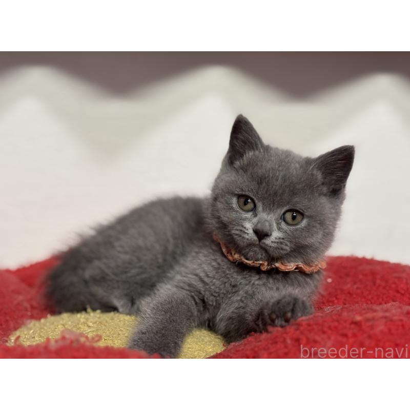 販売中の神奈川県のブリティッシュショートヘア-135523の6枚目