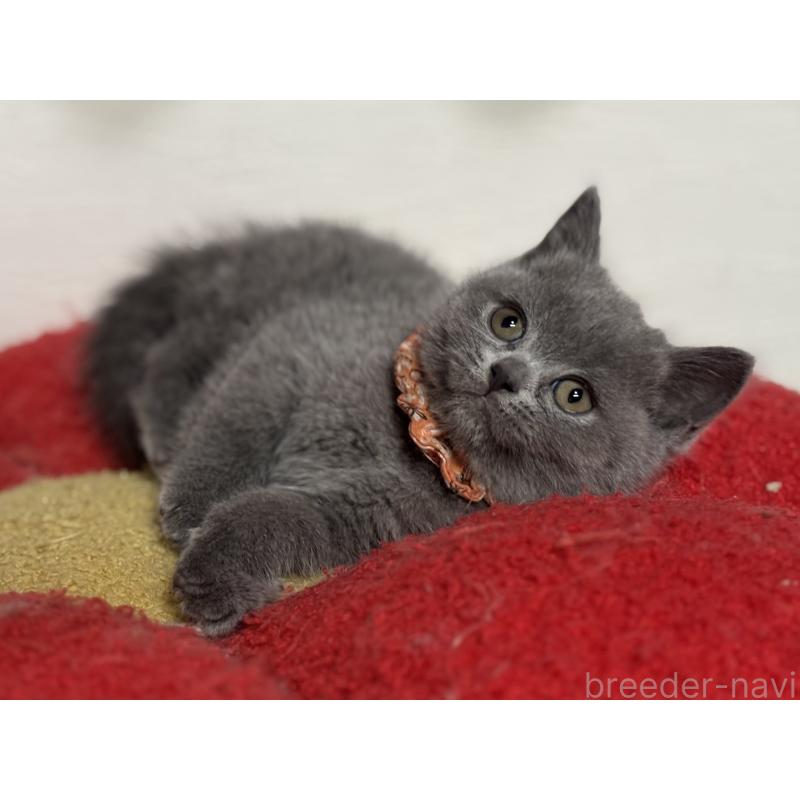 販売中の神奈川県のブリティッシュショートヘア-135523の5枚目