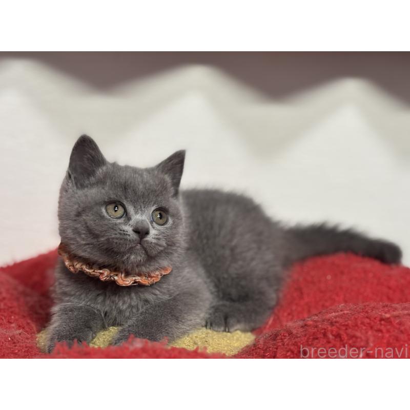 販売中の神奈川県のブリティッシュショートヘア-135523の4枚目