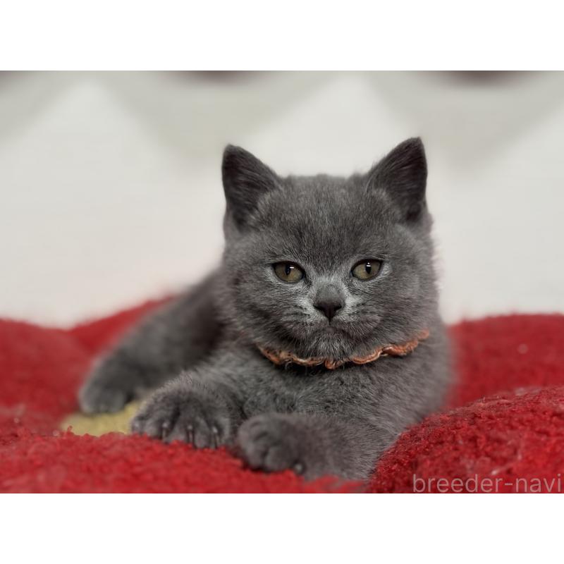 販売中の神奈川県のブリティッシュショートヘア-135523の3枚目