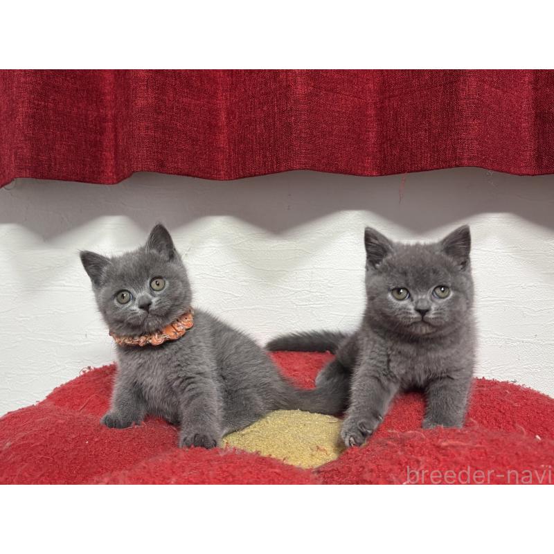 販売中の神奈川県のブリティッシュショートヘア-135523の2枚目