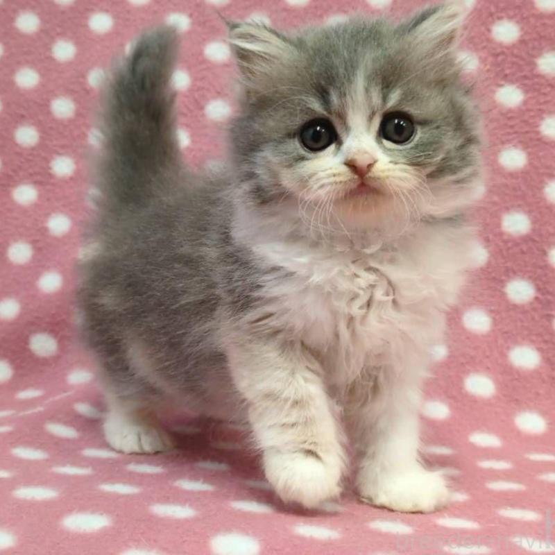 販売中の愛知県のミヌエット-135524