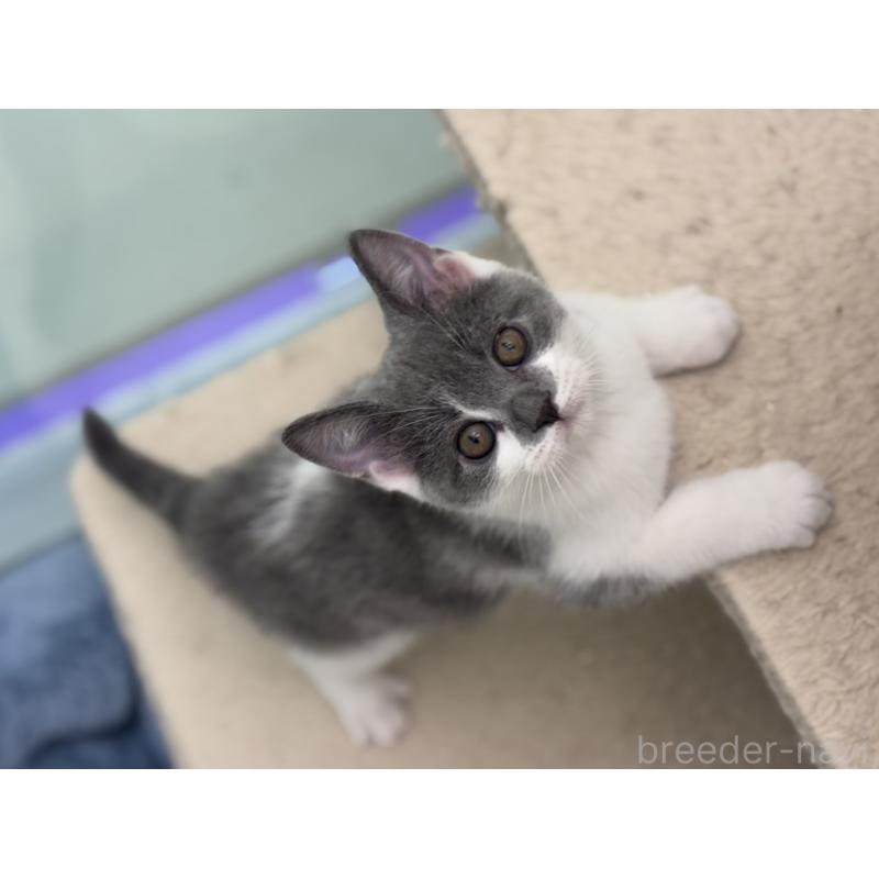 販売中の神奈川県のスコティッシュフォールド-135529の9枚目