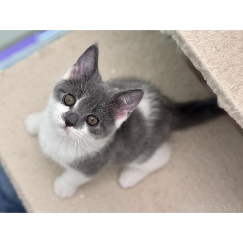 販売中の神奈川県のスコティッシュフォールド-135529の8枚目