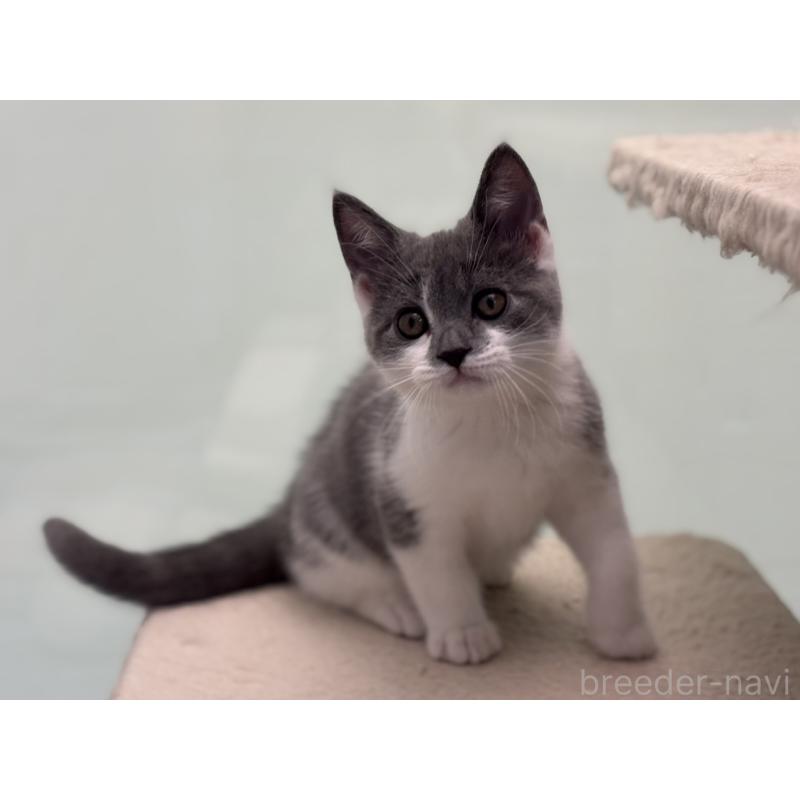 販売中の神奈川県のスコティッシュフォールド-135529の7枚目