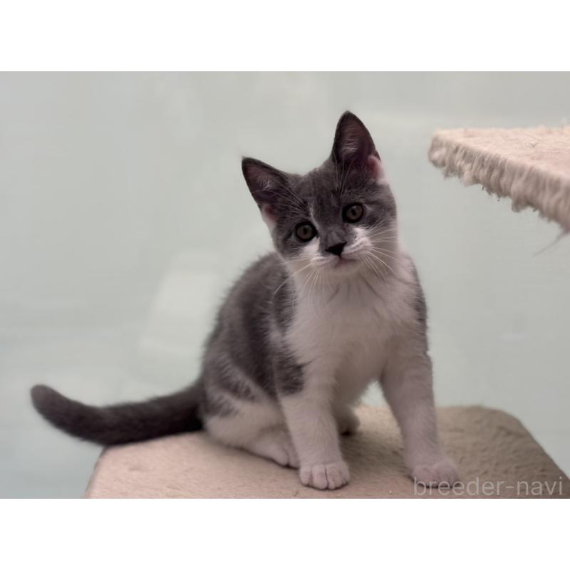 販売中の神奈川県のスコティッシュフォールド-135529の6枚目