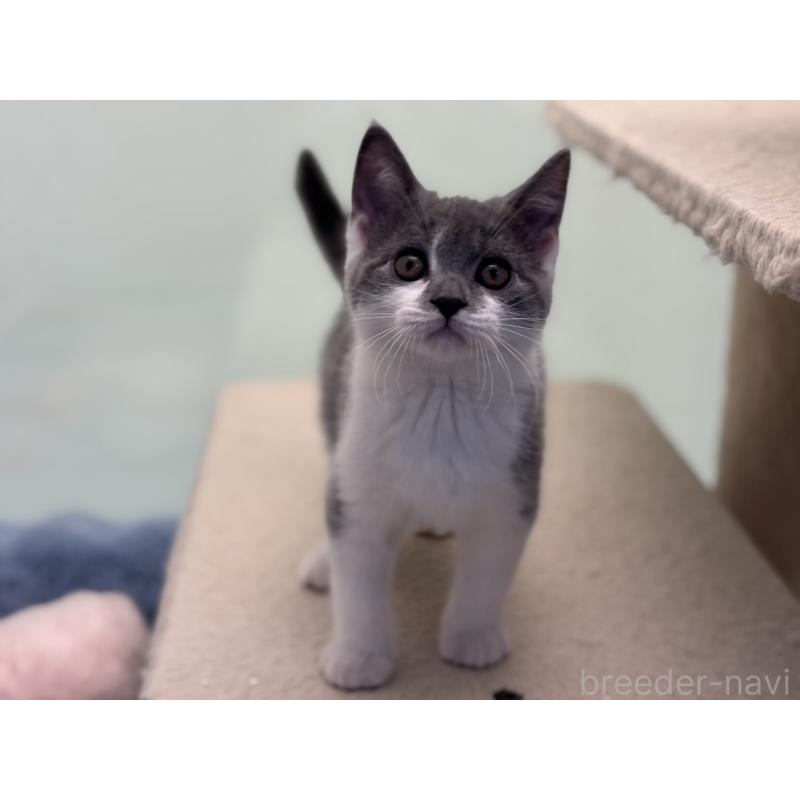 販売中の神奈川県のスコティッシュフォールド-135529の5枚目