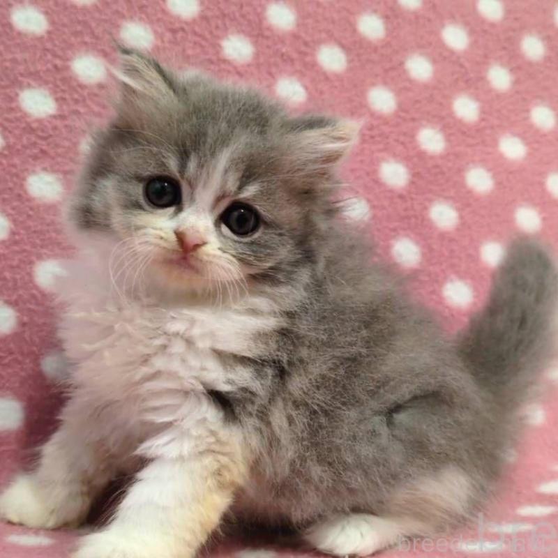 販売中の愛知県のミヌエット-135524の2枚目