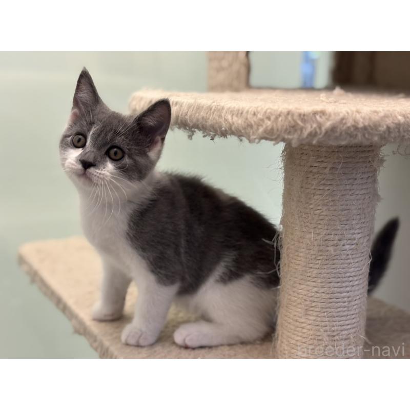 販売中の神奈川県のスコティッシュフォールド-135529の4枚目