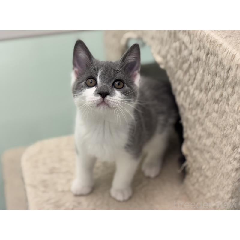 販売中の神奈川県のスコティッシュフォールド-135529の3枚目