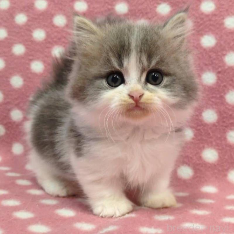 販売中の愛知県のミヌエット(短足)-135525