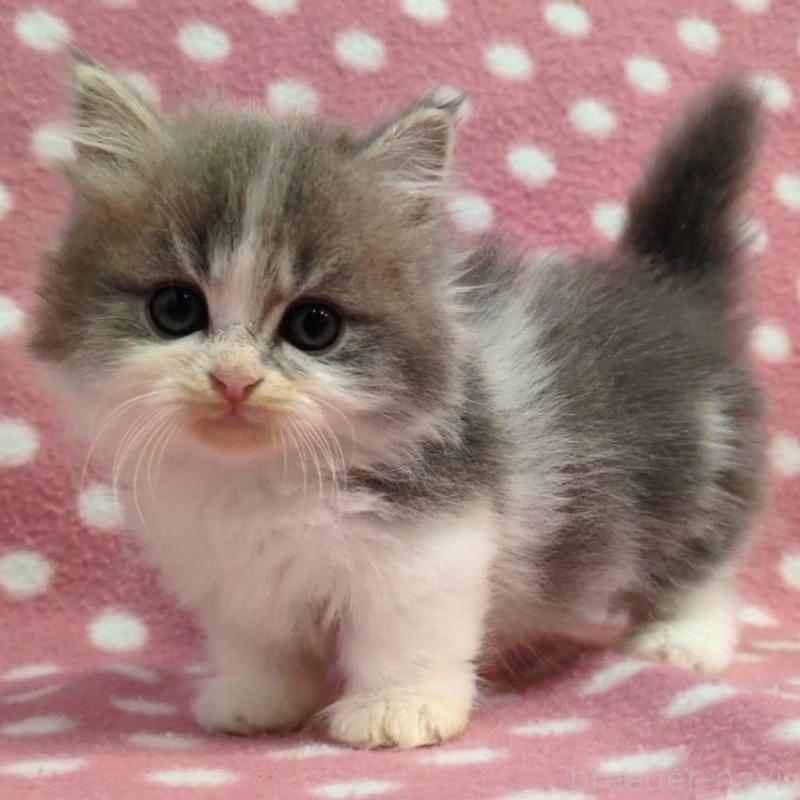 販売中の愛知県のミヌエット(短足)-135525の3枚目