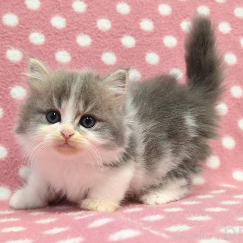 販売中の愛知県のミヌエット(短足)-135525の2枚目