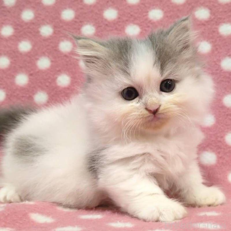 販売中の愛知県のミヌエット(短足)-135526