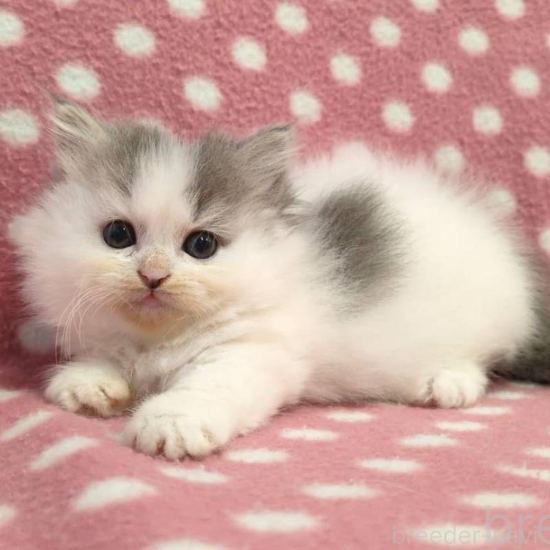 販売中の愛知県のミヌエット(短足)-135526の3枚目