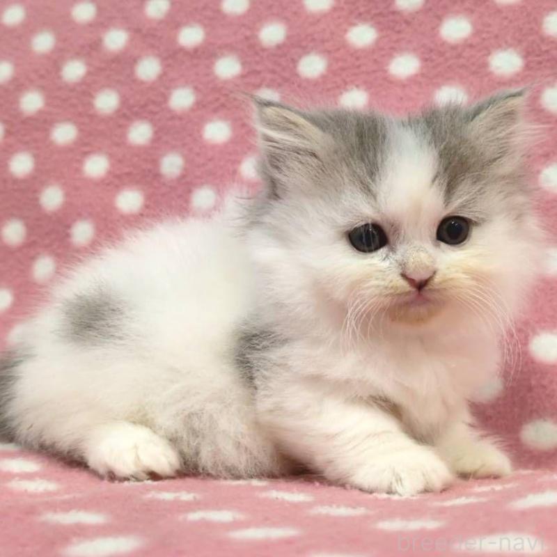 販売中の愛知県のミヌエット(短足)-135526の2枚目