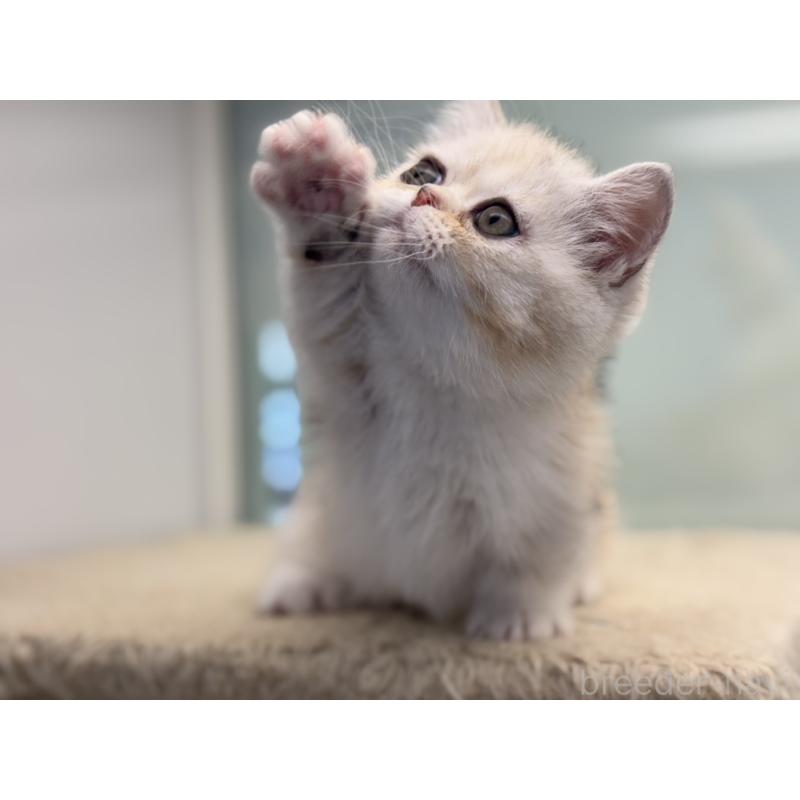 販売中の神奈川県のミヌエット-135528の10枚目