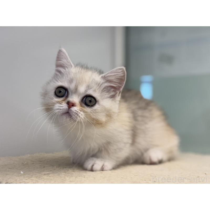 販売中の神奈川県のミヌエット-135528の8枚目