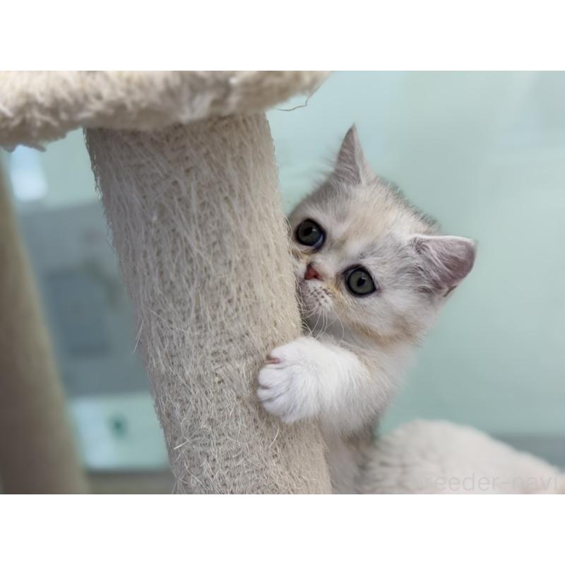 販売中の神奈川県のミヌエット-135528の7枚目