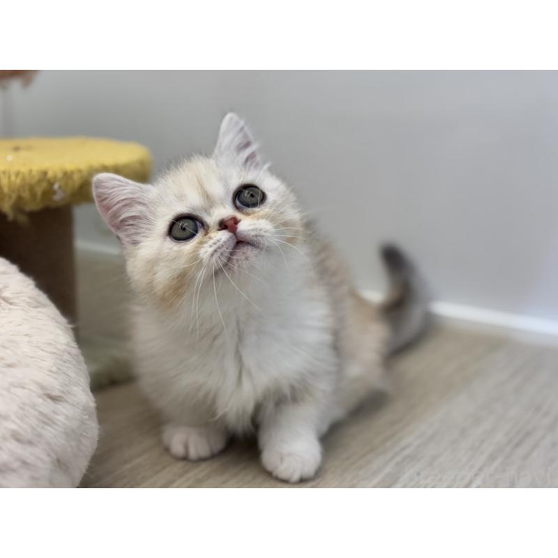 販売中の神奈川県のミヌエット-135528の6枚目