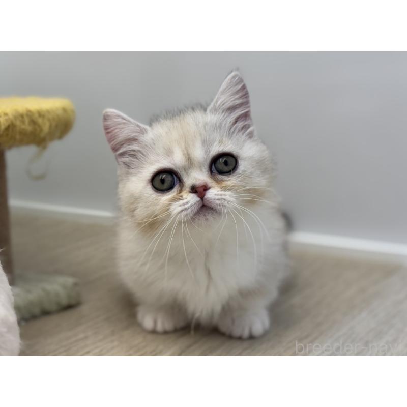 販売中の神奈川県のミヌエット-135528の5枚目