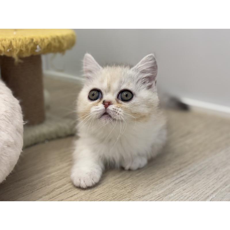 販売中の神奈川県のミヌエット-135528の4枚目