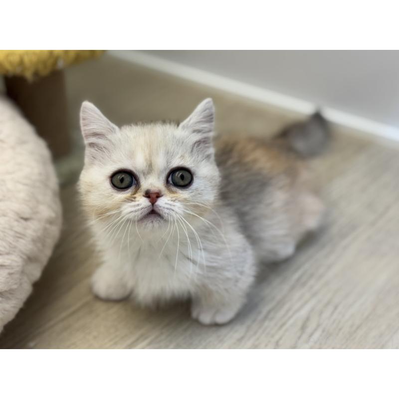 販売中の神奈川県のミヌエット-135528の2枚目