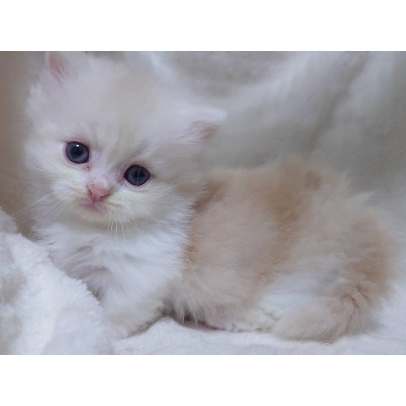 販売中の愛知県のミヌエット(短足)-135527の8枚目