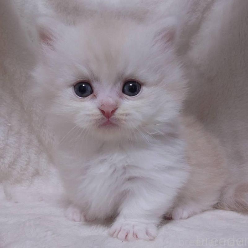 販売中の愛知県のミヌエット(短足)-135527の1枚目