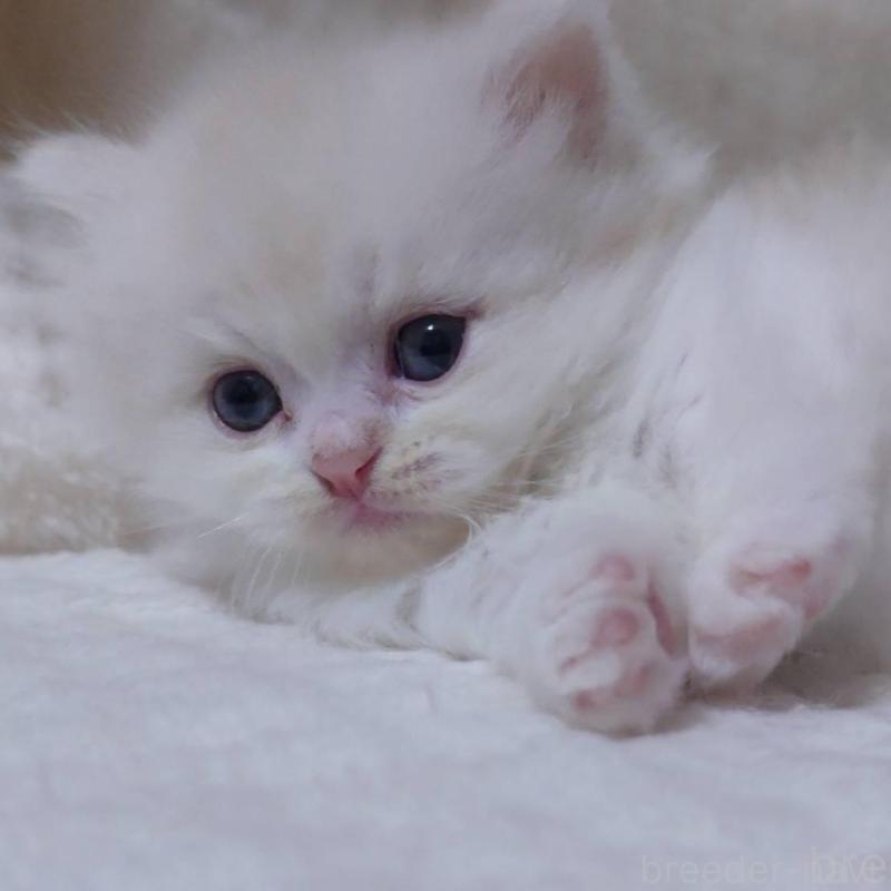 販売中の愛知県のミヌエット(短足)-135527の5枚目