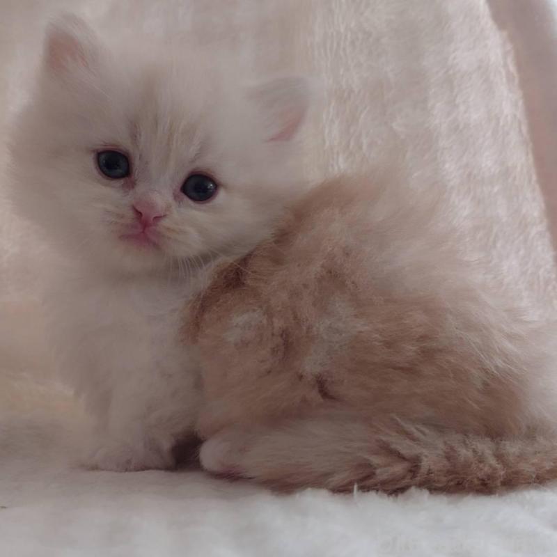 販売中の愛知県のミヌエット(短足)-135527の4枚目