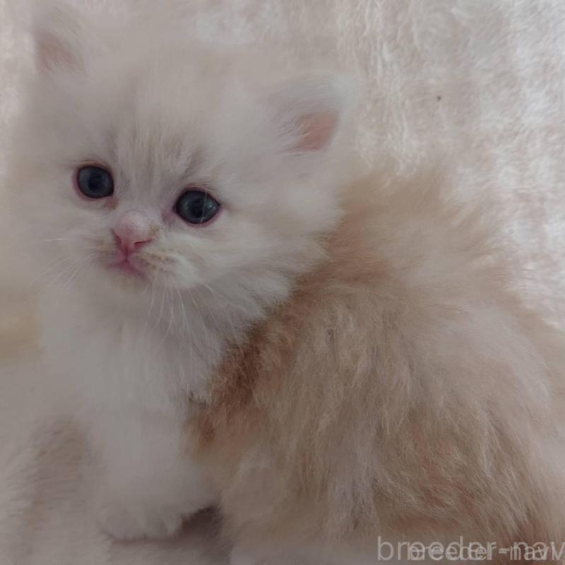 販売中の愛知県のミヌエット(短足)-135527の3枚目