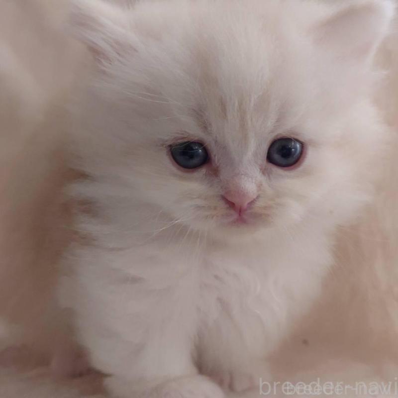 販売中の愛知県のミヌエット(短足)-135527の2枚目