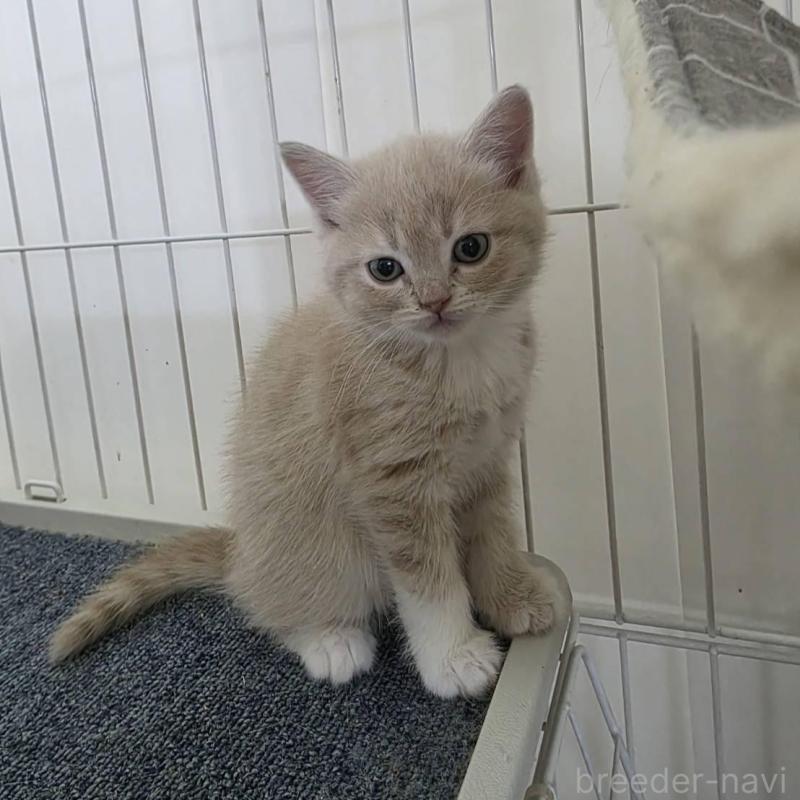 販売中の福岡県のマンチカン-135530の1枚目