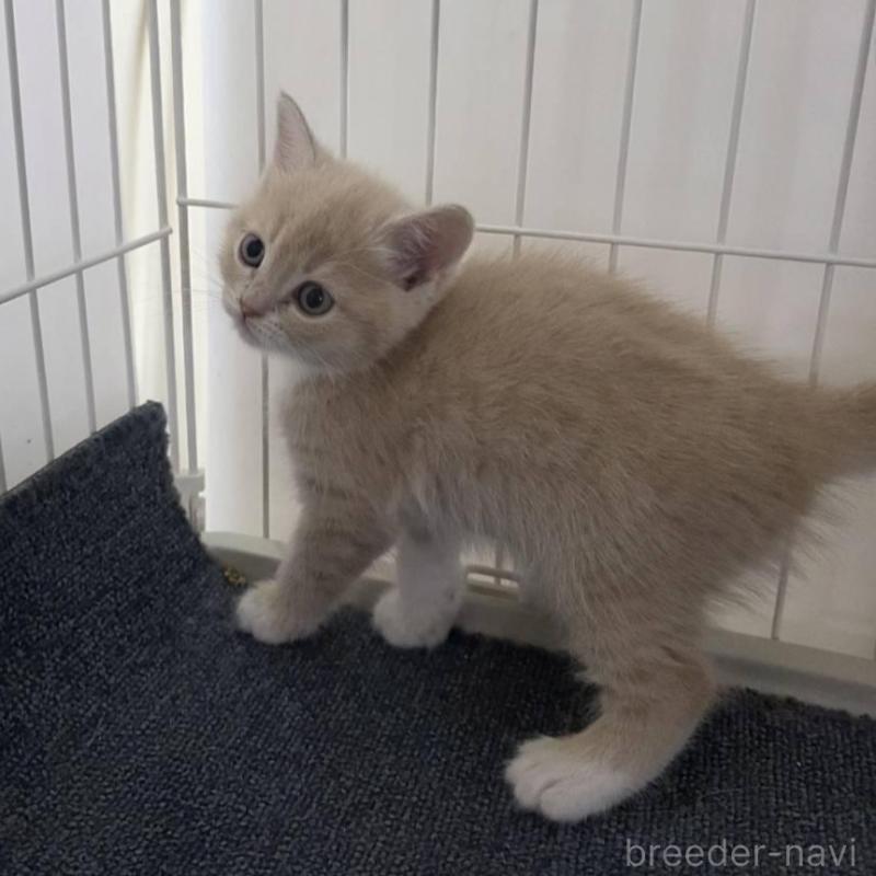 販売中の福岡県のマンチカン-135530の4枚目