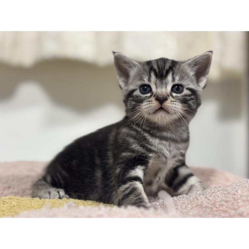 販売中の神奈川県のアメリカンショートヘア-135531の12枚目