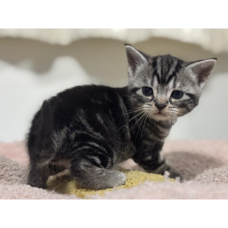 販売中の神奈川県のアメリカンショートヘア-135531の11枚目