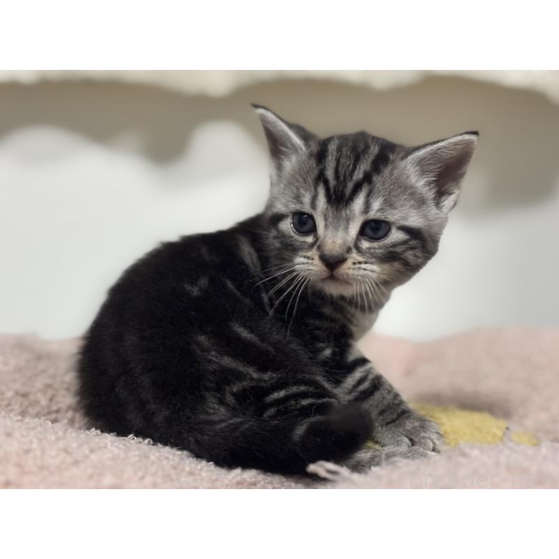 販売中の神奈川県のアメリカンショートヘア-135531の10枚目