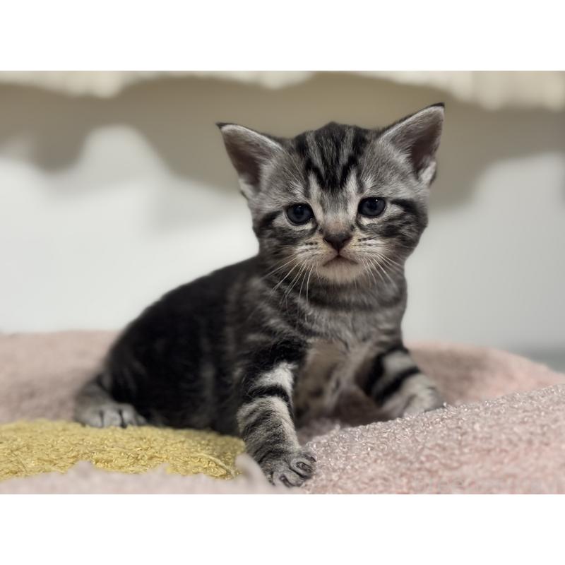 販売中の神奈川県のアメリカンショートヘア-135531の9枚目