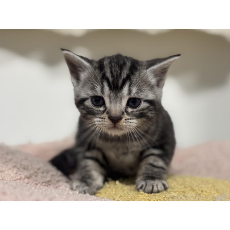 販売中の神奈川県のアメリカンショートヘア-135531の8枚目