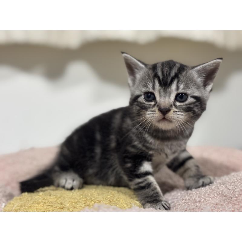 販売中の神奈川県のアメリカンショートヘア-135531の7枚目