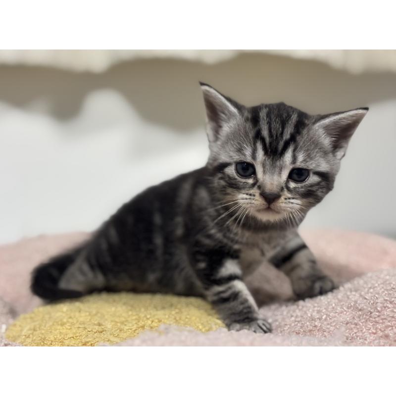 販売中の神奈川県のアメリカンショートヘア-135531の6枚目